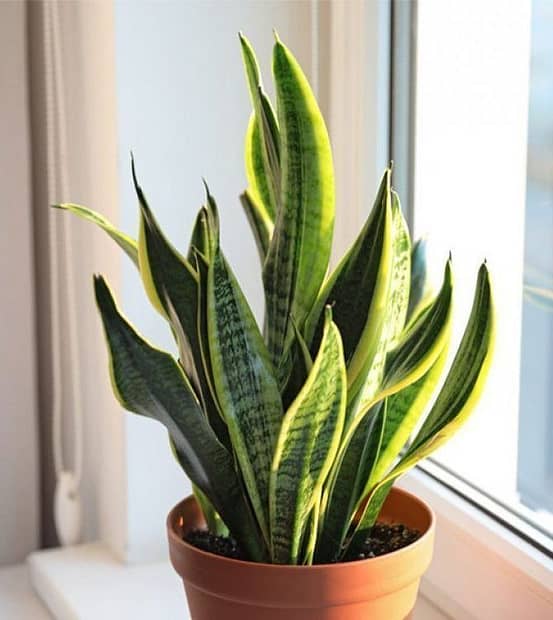 Planta energetica