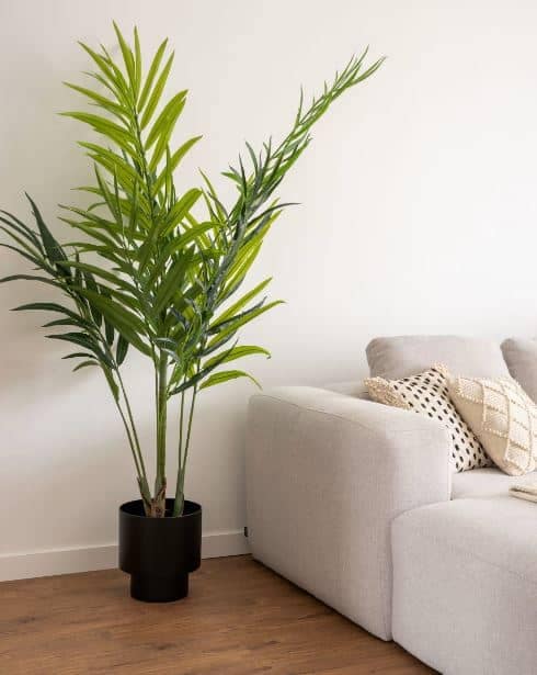 planta grande alta verde con tallo largo sobre macetero negro al lado de sofa blanco