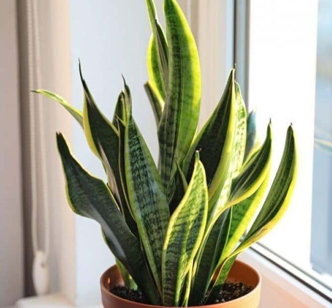 Planta energetica